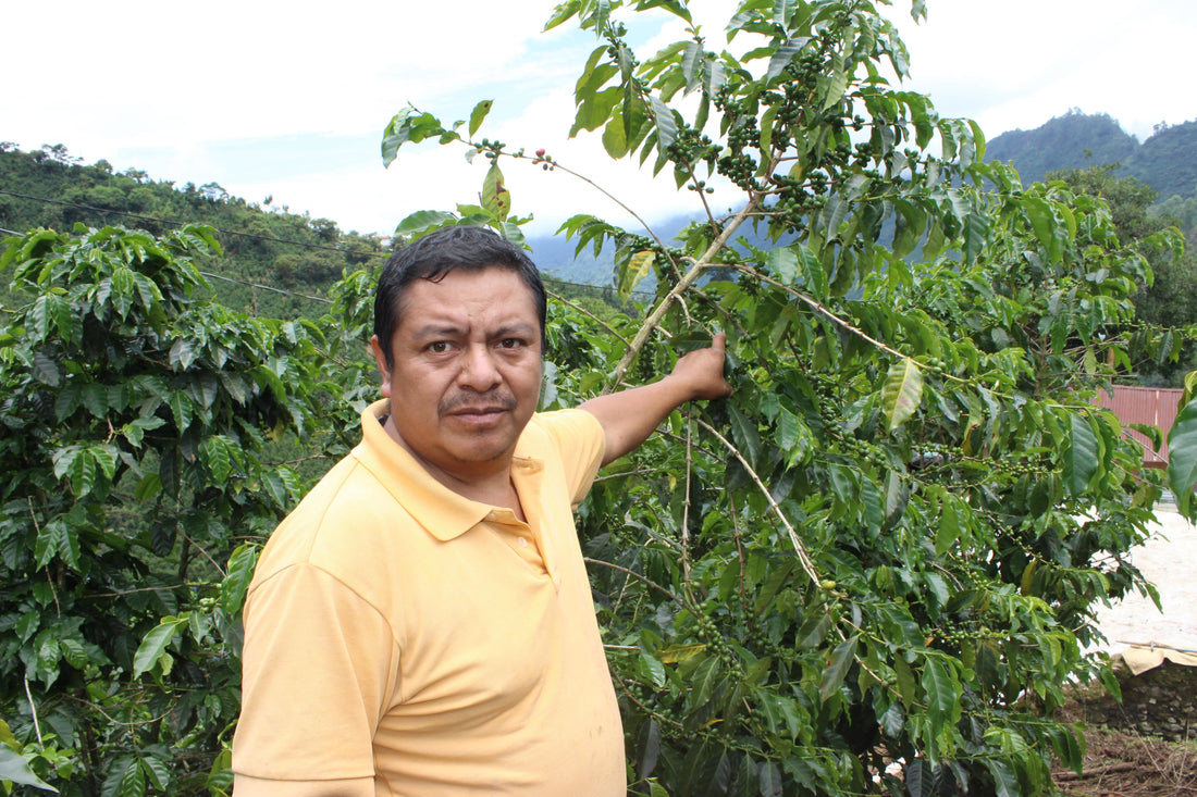 La Inteligencia, Catuai Bourbon - Guatemala