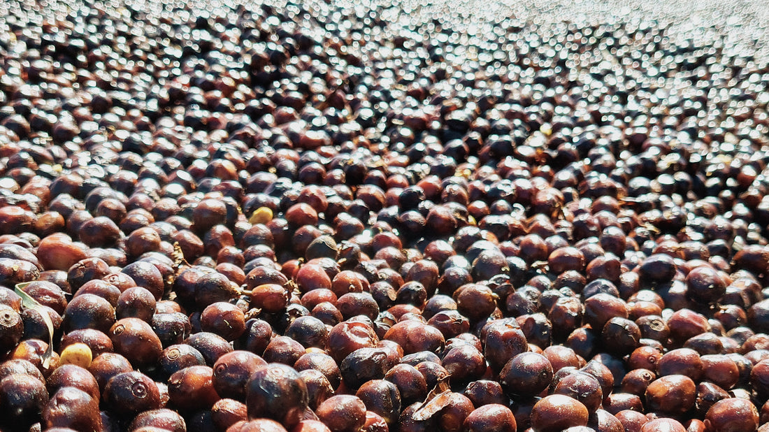 Mastering the Natural Coffee Process: Unveiling the Flavorful Alchemy