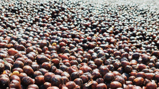 Mastering the Natural Coffee Process: Unveiling the Flavorful Alchemy