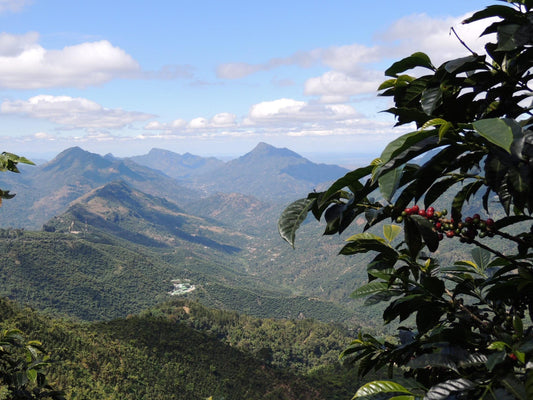 What Makes Coffees from Huehuetenango, Guatemala So Good?