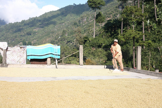 Finca Diamante - Guatemala