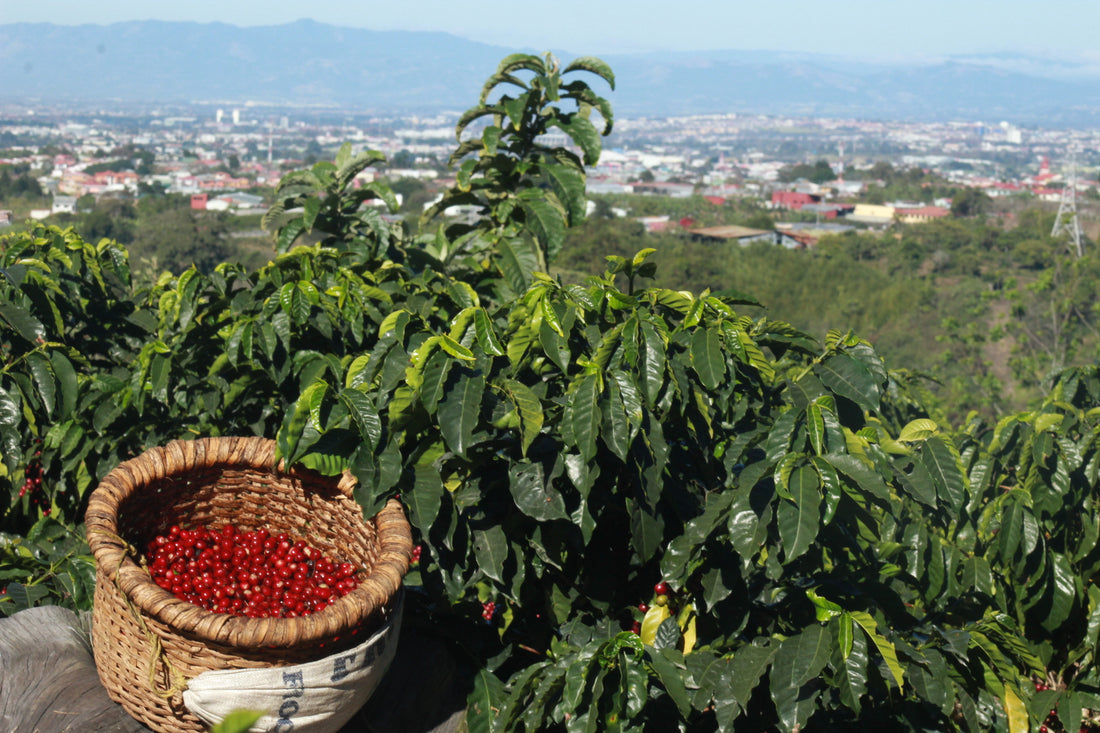 Finca Garcilazo - Costa Rica