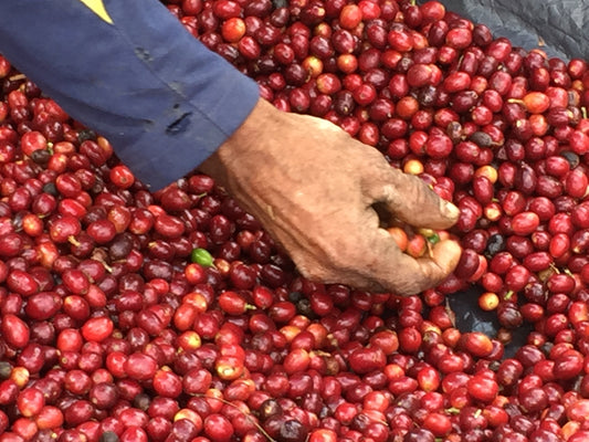 Finca Tierra Santa - Colombia