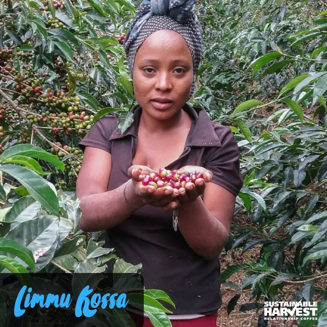 Limmu Kossa, Jimma Ethiopia