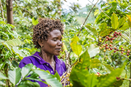 Mapendo Women's Co-op, Democratic Republic of Congo