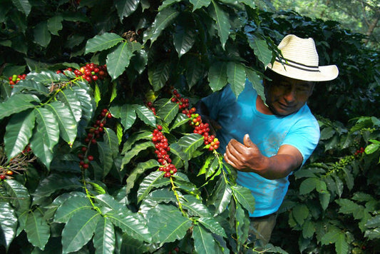 What is Specialty Coffee?