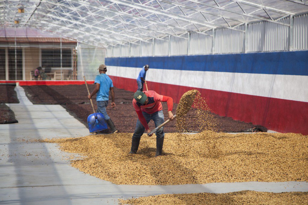 The Sweet Secret of Honey Coffee: Processing and Flavor Transformations