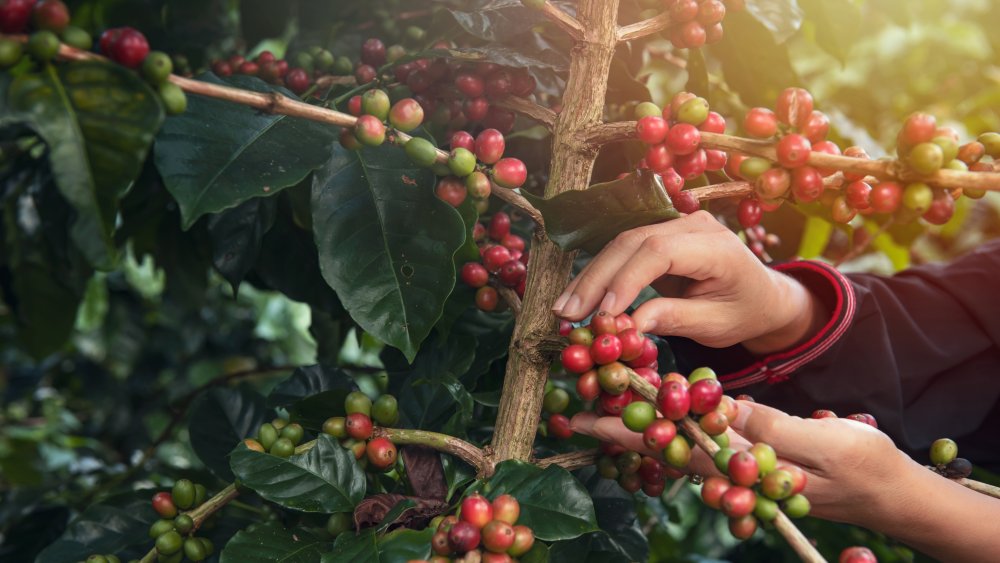 The Science of Decaffeinating Coffee