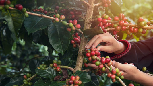 The Science of Decaffeinating Coffee