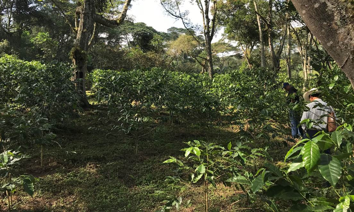 North American Coffee - Veracruz Mexico Produces Distinctly Tart Flavors Over Citric