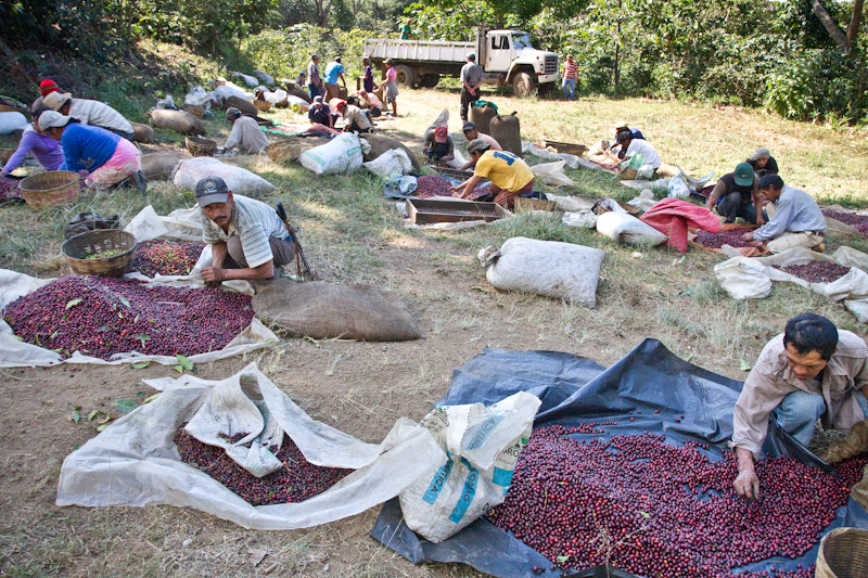 Unveiling the Art of Coffee: The Washed Coffee Process and Its Flavor Effects