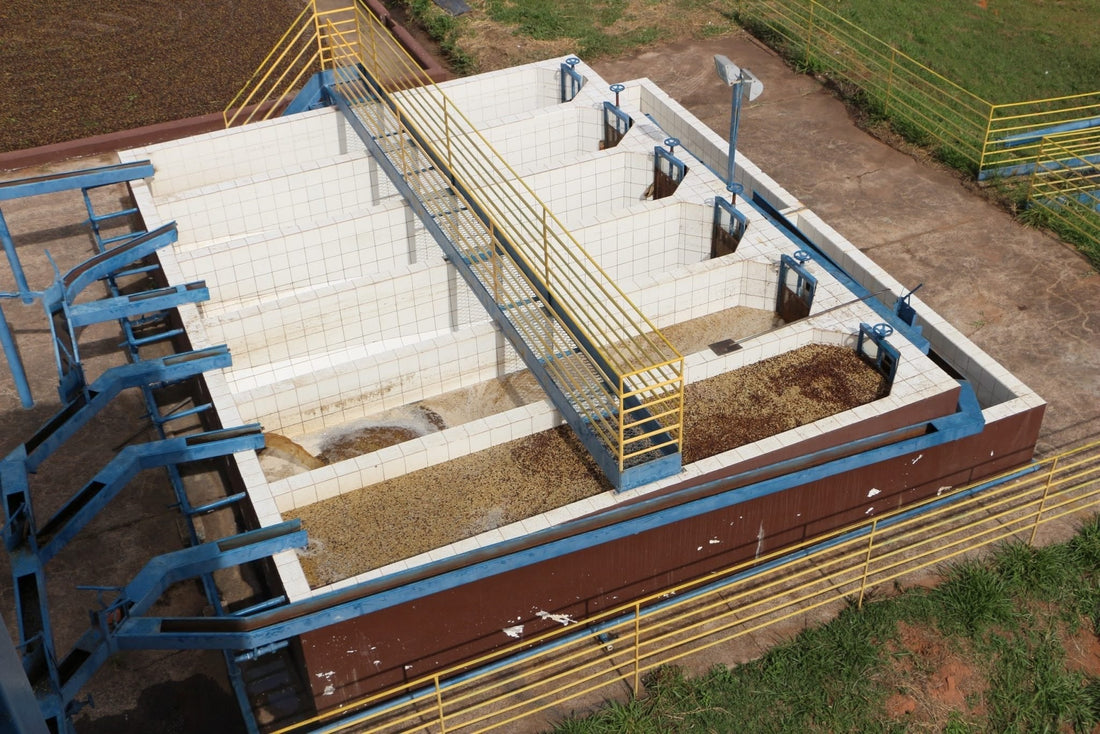 Traditional Washed Coffee Processing: Chemical Changes and Fermentation Techniques