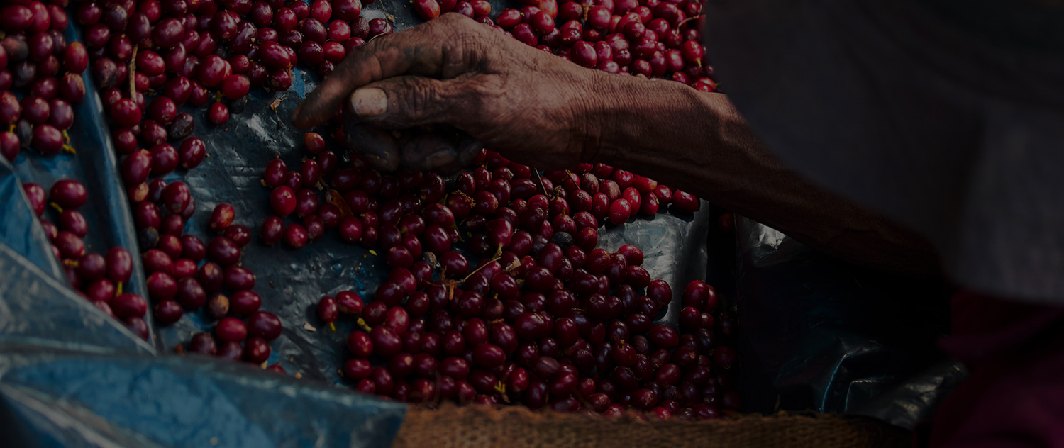 Torque Coffee San Diego roastery — light roast single origin coffee