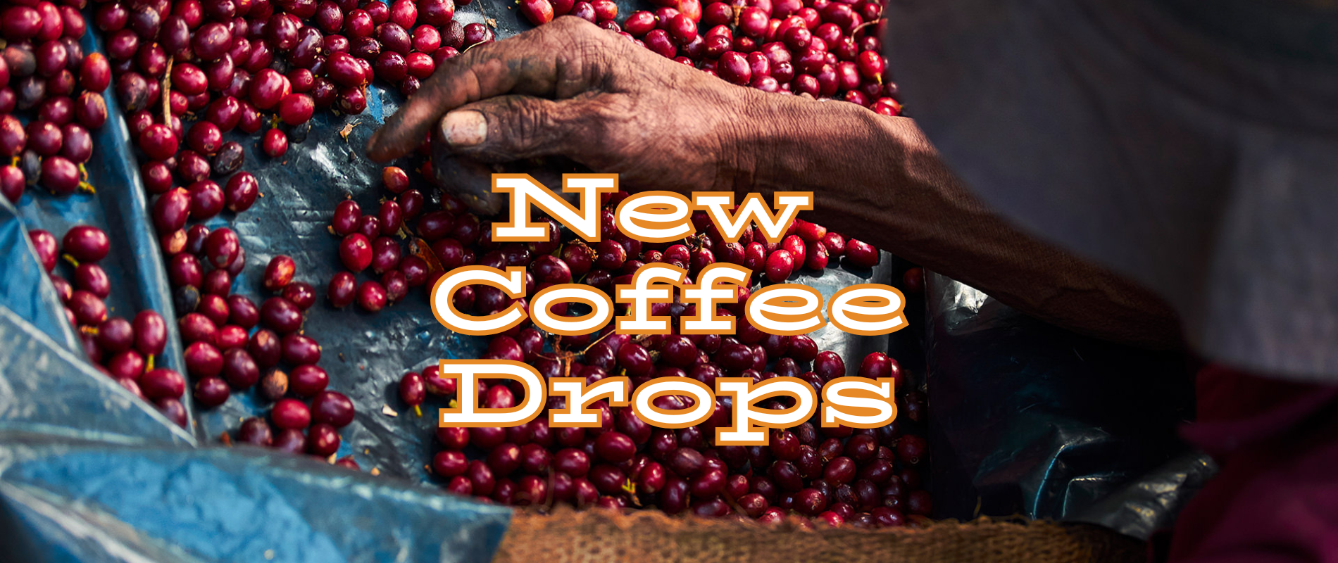 Hand holding coffee cherries with 'New Coffee Drops' text overlay